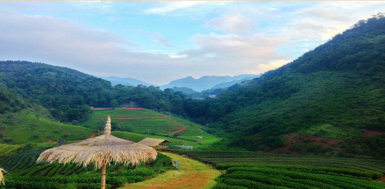 Sapa Trekking Cat Cat, Y Linh Ho, Lao Chai, Ta Van - Sleeping 4* Hotel 2D1N - VIP Cabin Sleeper Bus (Group Tour) 23 1723017610616gynostemma-bioherby