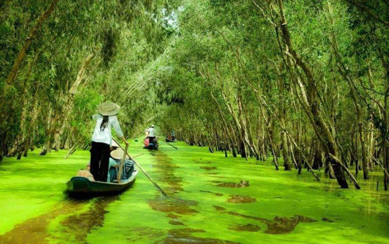 VIET NAM TRIP 2025 – SOUTHERN & CENTRAL VIETNAM – Duration: 10 days 9 nights 18 Tra-Su-Melaleuca-Forest-min