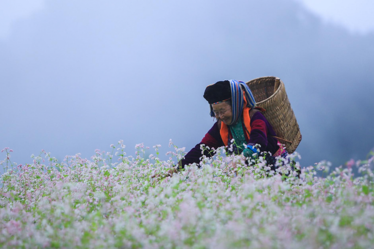 Unique Ha Giang Loop Tour: 3 Days 2 Nights by Limousine 14 le-hoi-hoa-tam-giac-mach-ha-giang-1